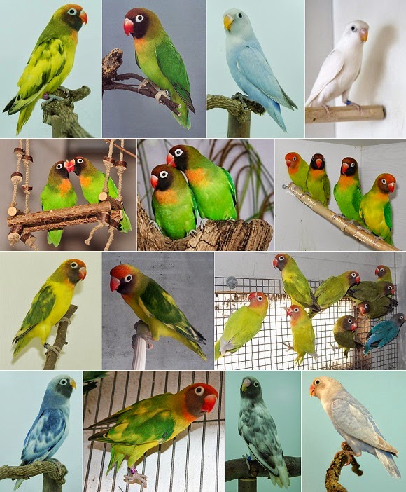 macam  dan jenis lovebird  KabarHobi Portal Informasi 